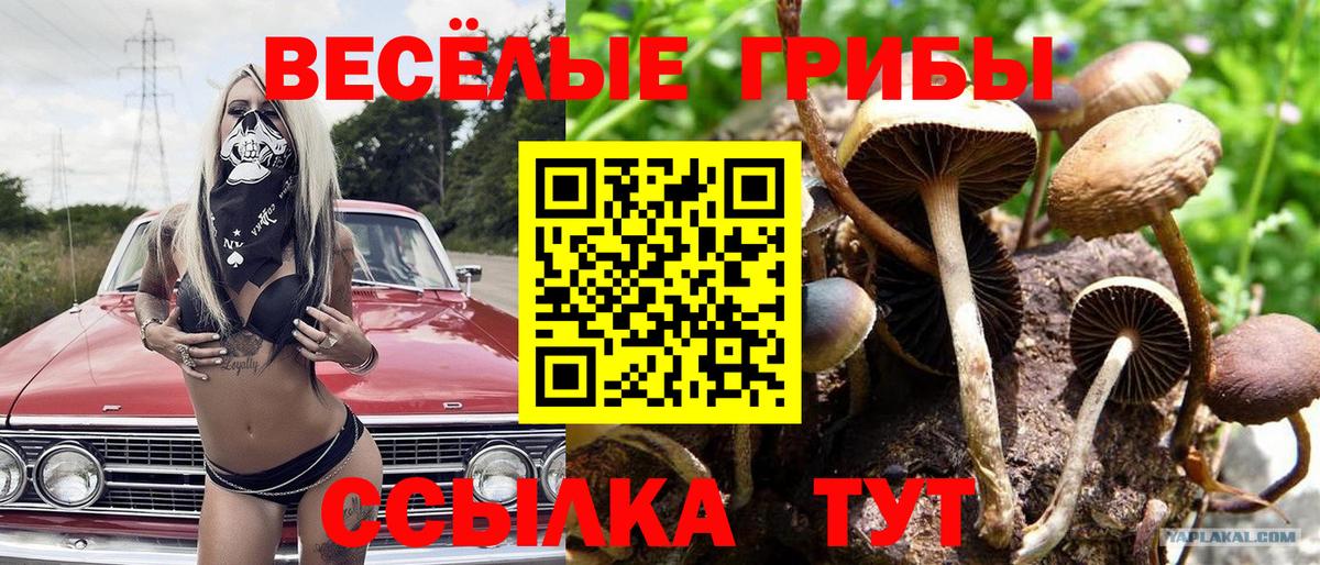 Мурманск  Псилоцибиновые грибы Psilocybine cubensis  Вход с VPN 